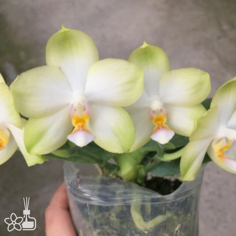 Phal. Sweet Memory Alba 純白甜憶