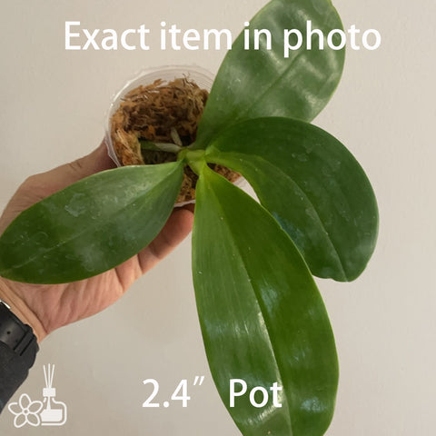 Phal.Yungho Geblitzt flava 格布利茨