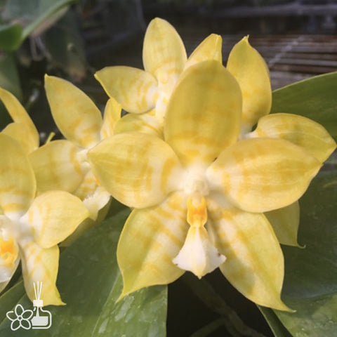 Phal.Yungho Geblitzt flava 格布利茨