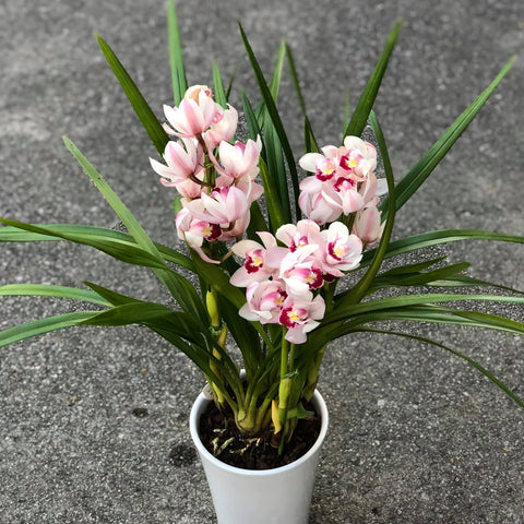 法爾。 speciosa "Mauve" 罩花蝴蝶“芋頭色”