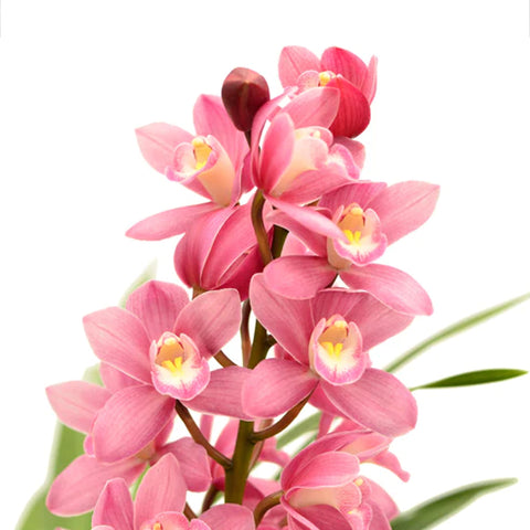 法爾。 speciosa "Mauve" 罩花蝴蝶“芋頭色”