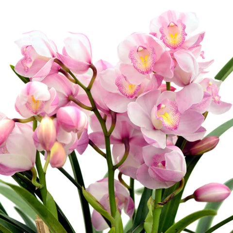 法爾。 speciosa "Mauve" 罩花蝴蝶“芋頭色”