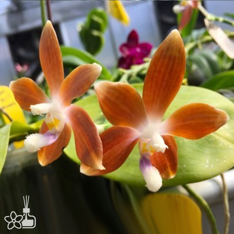 Phal tetraspis “Reddy Brown”  盾花蝴蝶“紅棕”