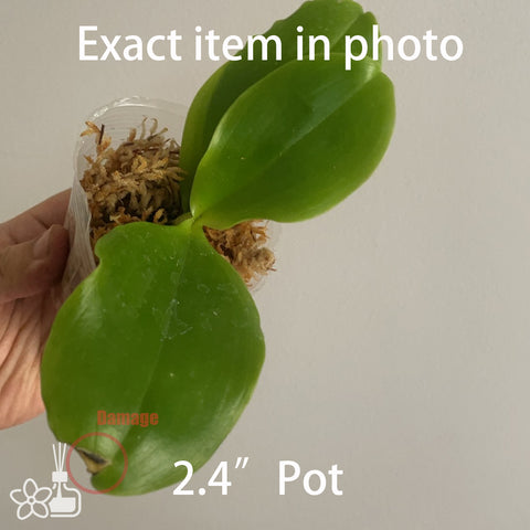 Phal.tetraspis “Smoked” 盾花蝴蝶“煙熏”
