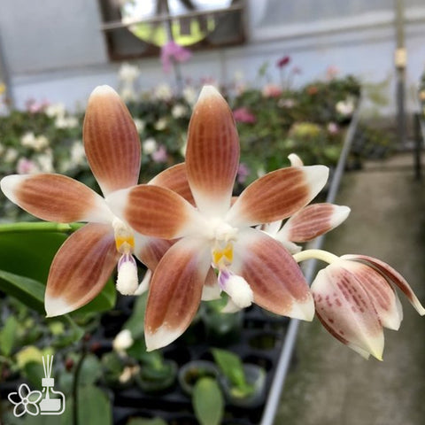 Phal.tetraspis “Smoked” 盾花蝴蝶“煙熏”