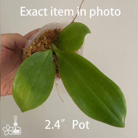 Phal tetraspis “Reddy Brown”  盾花蝴蝶“紅棕”