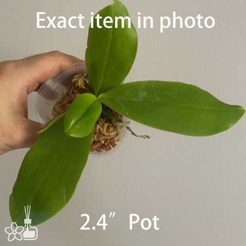 Phal. tetraspis “All Chocolate” 盾花蝴蝶“全巧克力”
