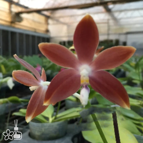 Phal. tetraspis “All Chocolate” 盾花蝴蝶“全巧克力”
