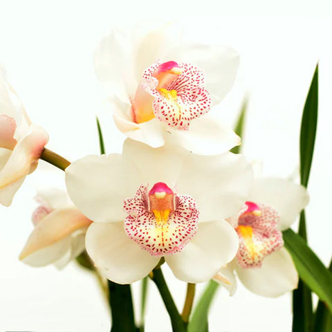 法爾。 speciosa "Mauve" 罩花蝴蝶“芋頭色”