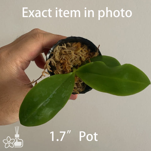 Phal tetrapis “Blue LW620”	盾花蝴蝶藍紫色