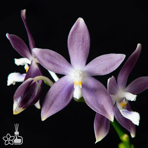 Phal tetrapis “Blue LW620”	盾花蝴蝶藍紫色
