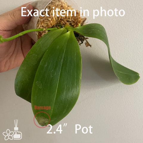 Phal.tetraspis “Spark” 盾花蝴蝶“ 火花”