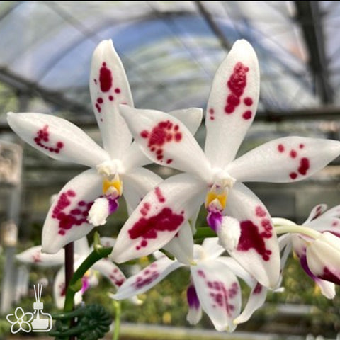Phal.tetraspis “Spark” 盾花蝴蝶“ 火花”