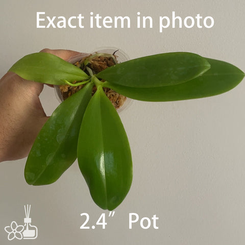 Phal.tetraspis “Rosa” 盾花蝴蝶“羅莎”