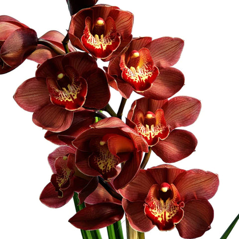 法爾。 speciosa "Mauve" 罩花蝴蝶“芋頭色”