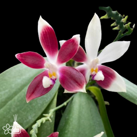 Phal.tetraspis “Rosa” 盾花蝴蝶“羅莎”