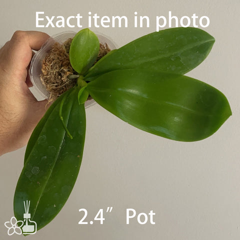 Phal.tetraspis ‘Violets Stars’ 盾花蝴蝶”紫羅蘭星星“
