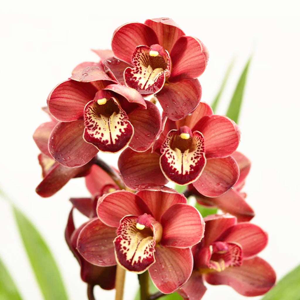 Cymbidium Khan Flame ´Tuscany` AM/AOS 托斯卡納– Orchidmart