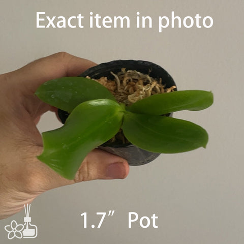 Phal.tetraspis 'Dark Brown with White' 盾花蝴蝶棕白