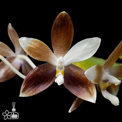 Phal.tetraspis 'Dark Brown with White' 盾花蝴蝶棕白