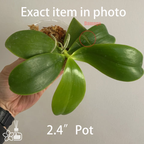 Phal.tetraspis alba 白盾
