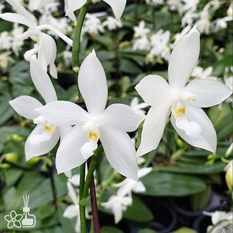 Phal.tetraspis alba 白盾