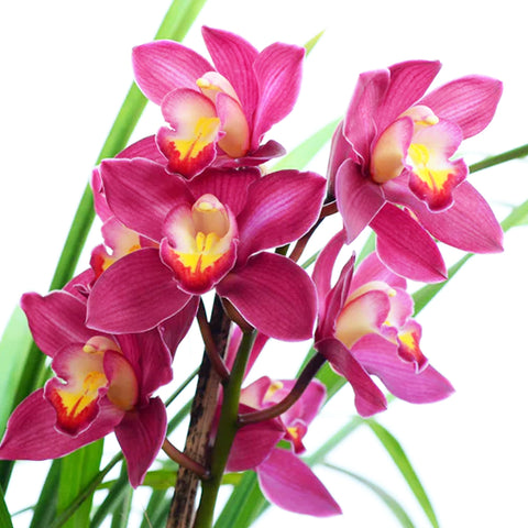 Cymbidium Pink Veil Anna Maria 粉色安娜