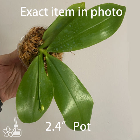 Phal.speciosa 'Crown Of Thorns' 美花蝴蝶 "荊棘皇冠"
