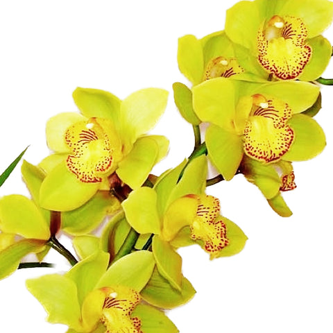 Cymbidium Koushu Dream 'Irish Sky' 愛爾蘭天空