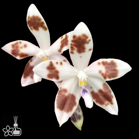Phal.speciosa 'Crown Of Thorns' 美花蝴蝶 "荊棘皇冠"