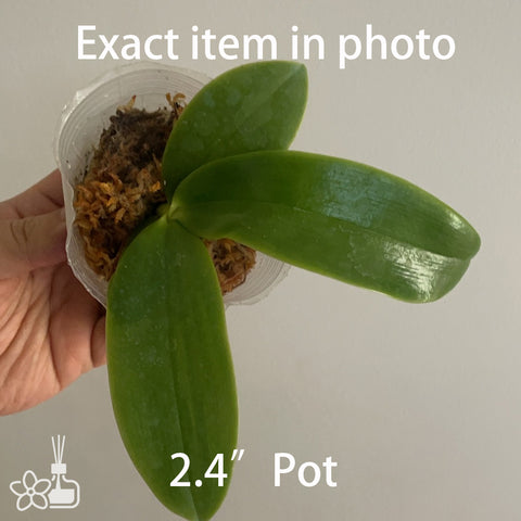 Phal. bellina Glory Fire x No.4 sibling 火型貝利娜