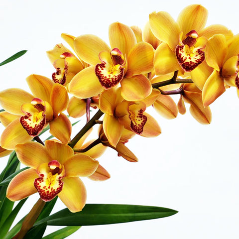 Cymbidium Gigli Gold 金吉利