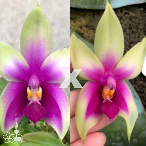 Phal. bellina Glory Fire x No.4 sibling 火型貝利娜