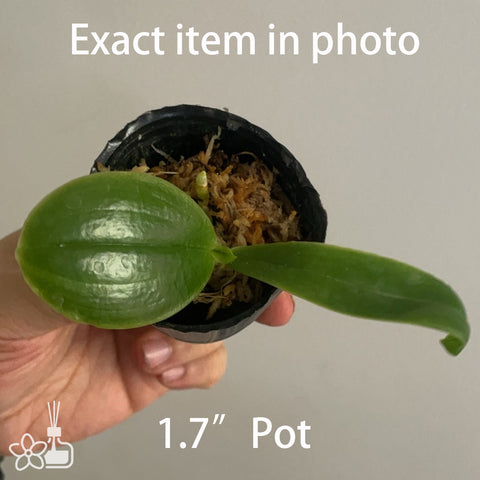 Phal.bellina 'Blue & Round'x "Blue & Large' 藍貝圓大