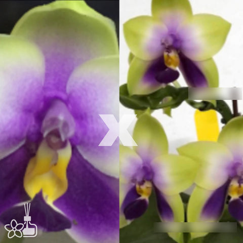 Phal.bellina 'Blue & Round'x "Blue & Large' 藍貝圓大