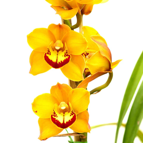 Cymbidium Mighty Tracey 'Moon Walk' 月球漫步