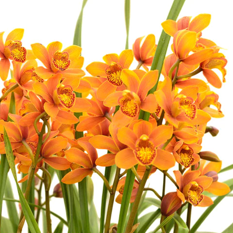 Cymbidium Enzan Forest 'majolica' 馬爵利卡