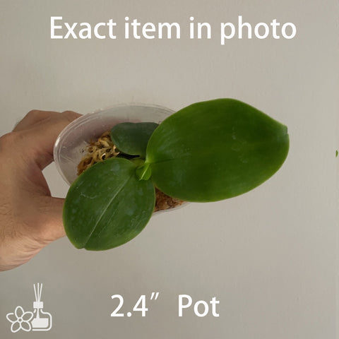 Phal bellina 'Borneo Green' 貝利娜婆羅洲綠