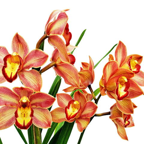 Cymbidium Fresita Big Especial (hp) 大莓果