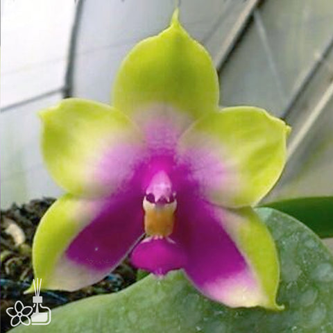Phal bellina 'Borneo Green' 貝利娜婆羅洲綠