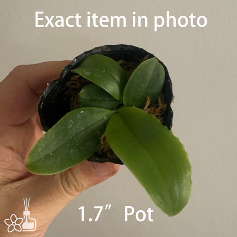 Phal. bellina 'Pink Sun Light' x 'Glory Light' 粉色貝利娜
