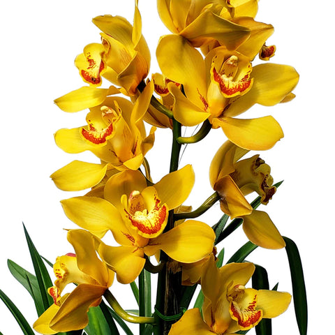 Cymbidium San Jose 聖何塞