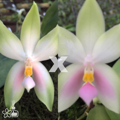 Phal. bellina 'Pink Sun Light' x 'Glory Light' 粉色貝利娜