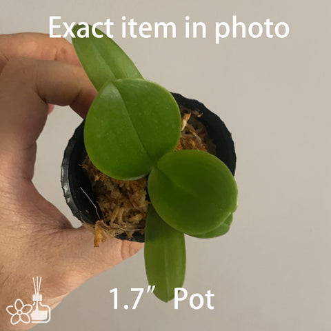 Phal.bellina 'Ponkan' AM/AOS 椪柑貝利娜