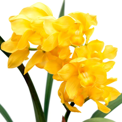 Cymbidium Lovely Bunny 'romeo' 羅密歐