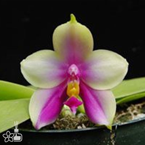 Phal.bellina 'Ponkan' AM/AOS 椪柑貝利娜
