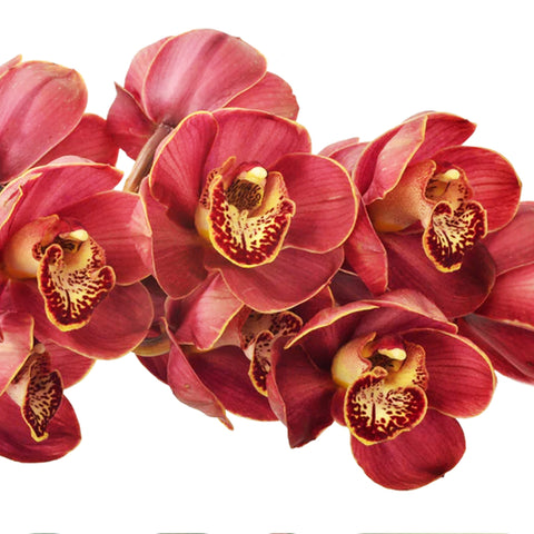 Cymbidium Khan Flame 'Lucifer' 路西法