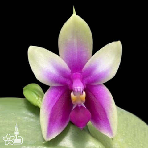 Phal.bellina 'Fire Shape No.7' 火貝7
