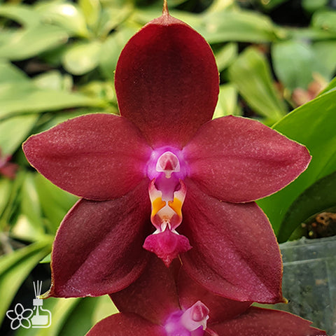 法爾。 speciosa "Mauve" 罩花蝴蝶“芋頭色”