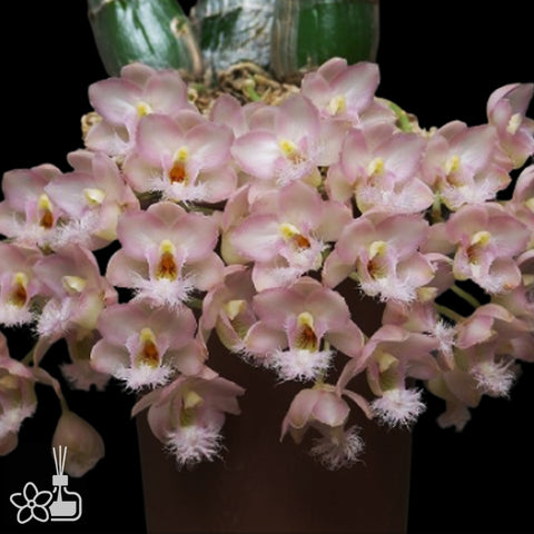 Cl. Grace Dunn 'Chadds Ford' AM/AOS 格蕾絲